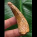 6,6 cm gebogener Zahn des Spinosaurus 6,6 cm gebogener Zahn des Spinosaurus