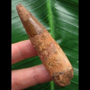 7,3 cm brauner Zahn des Spinosaurus