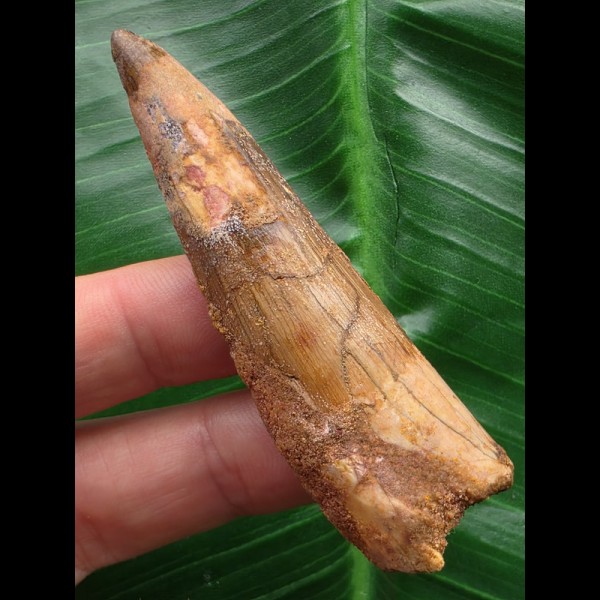 7,1 cm heller brauner Zahn des Spinosaurus 7,1 cm heller brauner Zahn des Spinosaurus