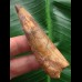 7,1 cm heller brauner Zahn des Spinosaurus 7,1 cm heller brauner Zahn des Spinosaurus