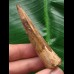 7,1 cm heller brauner Zahn des Spinosaurus 7,1 cm heller brauner Zahn des Spinosaurus