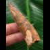 7,1 cm heller brauner Zahn des Spinosaurus 7,1 cm heller brauner Zahn des Spinosaurus
