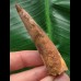 7,1 cm heller brauner Zahn des Spinosaurus 7,1 cm heller brauner Zahn des Spinosaurus