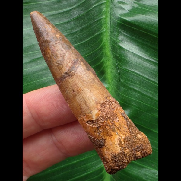 6,7 cm gebogener Zahn des Spinosaurus 6,7 cm gebogener Zahn des Spinosaurus