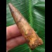 6,7 cm gebogener Zahn des Spinosaurus 6,7 cm gebogener Zahn des Spinosaurus