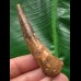 6,7 cm gebogener Zahn des Spinosaurus 6,7 cm gebogener Zahn des Spinosaurus