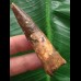 6,7 cm gebogener Zahn des Spinosaurus 6,7 cm gebogener Zahn des Spinosaurus