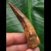 6,7 cm gebogener Zahn des Spinosaurus 6,7 cm gebogener Zahn des Spinosaurus