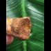 6,7 cm gebogener Zahn des Spinosaurus 6,7 cm gebogener Zahn des Spinosaurus