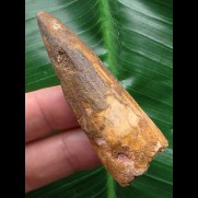6,1 cm brauner Zahn des Spinosaurus
