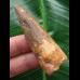 6,1 cm brauner Zahn des Spinosaurus 6,1 cm brauner Zahn des Spinosaurus
