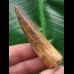 6,1 cm brauner Zahn des Spinosaurus 6,1 cm brauner Zahn des Spinosaurus
