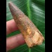 6,1 cm brauner Zahn des Spinosaurus 6,1 cm brauner Zahn des Spinosaurus