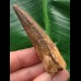 6,1 cm brauner Zahn des Spinosaurus 6,1 cm brauner Zahn des Spinosaurus
