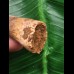 5,2 cm dunkler brauner Zahn des Spinosaurus 5,2 cm dunkler brauner Zahn des Spinosaurus