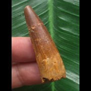 4,3 cm rotbrauner Zahn des Spinosaurus