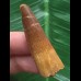 4,3 cm rotbrauner Zahn des Spinosaurus