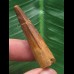 4,3 cm rotbrauner Zahn des Spinosaurus