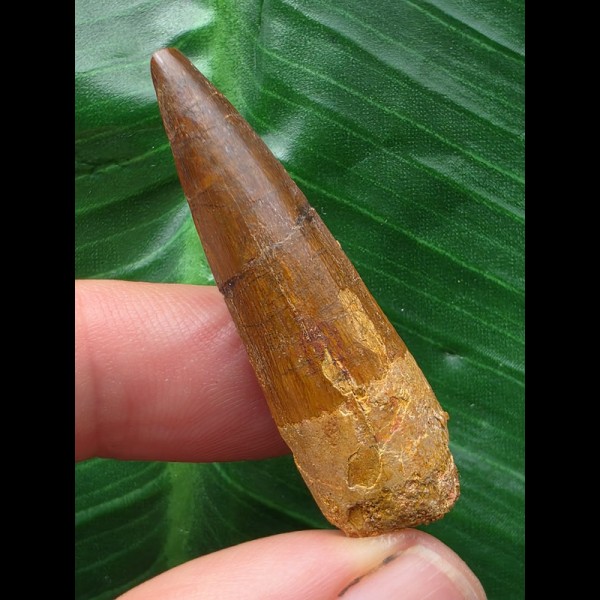 4,1 cm heller Zahn des Spinosaurus 