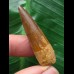 4,1 cm heller Zahn des Spinosaurus 