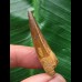 4,1 cm heller Zahn des Spinosaurus 