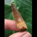 4,1 cm heller Zahn des Spinosaurus 