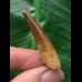 4,1 cm heller Zahn des Spinosaurus 
