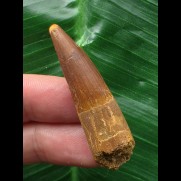 4,6 cm brauner Zahn des Spinosaurus