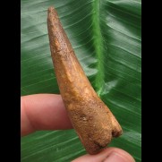 5,6 cm brauner Zahn des Spinosaurus