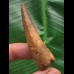 5,6 cm brauner Zahn des Spinosaurus 5,6 cm brauner Zahn des Spinosaurus