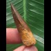 4,1 cm dunkler brauner Zahn des Spinosaurus 4,1 cm dunkler brauner Zahn des Spinosaurus