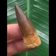 4,1 cm dunkler brauner Zahn des Spinosaurus