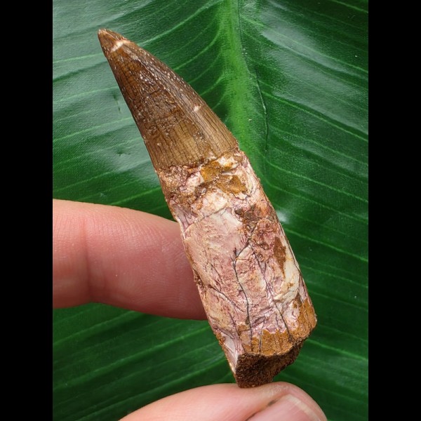 5,2 cm brauner Zahn des Spinosaurus 5,2 cm brauner Zahn des Spinosaurus