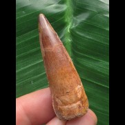 4,3 cm rotbrauner Zahn des Spinosaurus
