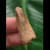 3,6 cm hellbrauner Zahn des Spinosaurus