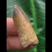 3,6 cm hellbrauner Zahn des Spinosaurus