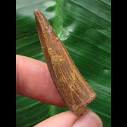 3,9 cm dunkelbrauner Zahn des Spinosaurus