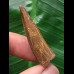 3,9 cm dunkelbrauner Zahn des Spinosaurus
