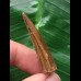 3,9 cm dunkelbrauner Zahn des Spinosaurus
