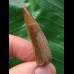 3,9 cm dunkelbrauner Zahn des Spinosaurus
