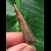 3,9 cm dunkelbrauner Zahn des Spinosaurus