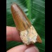 4,6 cm schön gefärbter Zahn des Spinosaurus 4,6 cm schön gefärbter Zahn des Spinosaurus