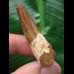 4,6 cm schön gefärbter Zahn des Spinosaurus 4,6 cm schön gefärbter Zahn des Spinosaurus