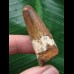 4,6 cm schön gefärbter Zahn des Spinosaurus 4,6 cm schön gefärbter Zahn des Spinosaurus