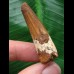 4,6 cm schön gefärbter Zahn des Spinosaurus 4,6 cm schön gefärbter Zahn des Spinosaurus