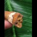 4,6 cm schön gefärbter Zahn des Spinosaurus 4,6 cm schön gefärbter Zahn des Spinosaurus