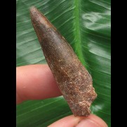 4,3 cm dunkler Zahn des Spinosaurus 