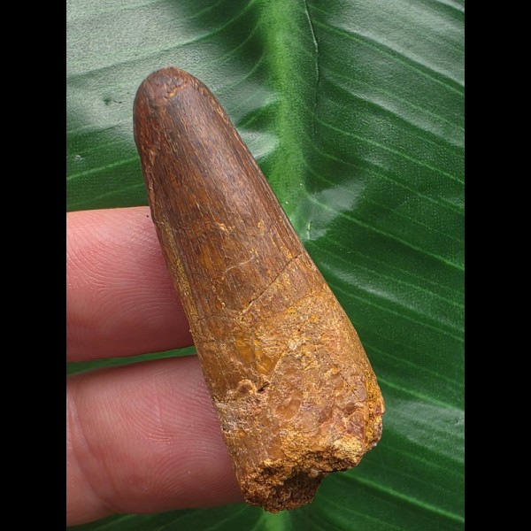4,2 cm brauner Zahn des Spinosaurus 4,2 cm brauner Zahn des Spinosaurus