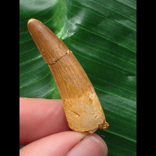 3,9 cm heller brauner Zahn des Spinosaurus 3,9 cm heller brauner Zahn des Spinosaurus