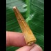 3,9 cm heller brauner Zahn des Spinosaurus 3,9 cm heller brauner Zahn des Spinosaurus